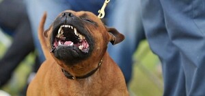 Вся лестница в крови: в многоэтажке на Новых Домах стаффорд напал на двоих человек в подъезде