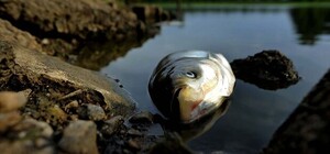 Гибель рыбы около плотины ДнепроГЭС: запорожцев предупреждают об опасности