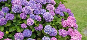 Як його не любити: парк Франка засадили гортензіями з теплиць міської ради