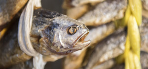 Поел рыбки: в Запорожской области мужчина попал в реанимацию с ботулизмом