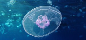 Не панацея: в Кирилловке появились барьерные сети от медуз (видео)