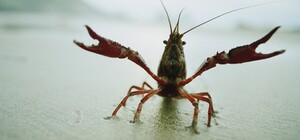 Штраф до 6 800 гривен: в Харьковской области временно запретят ловить раков