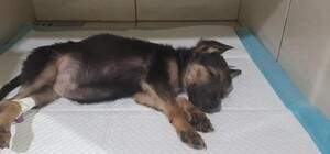 Один умер, второй – в тяжелом состоянии: на Бабурке из окна выбросили щенков (обновлено)