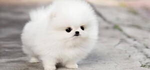 Хозяевам грозит от пяти до восьми лет: в Харькове пятерых щенков шпица выбросили из окна