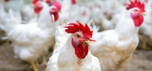 Сальмонеллез в подарок: в магазинах Запорожья может попадаться зараженная курятина