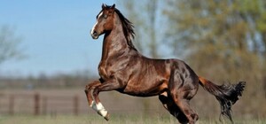 Ищут новый дом для коня: под Днепром закрывают спортивную школу