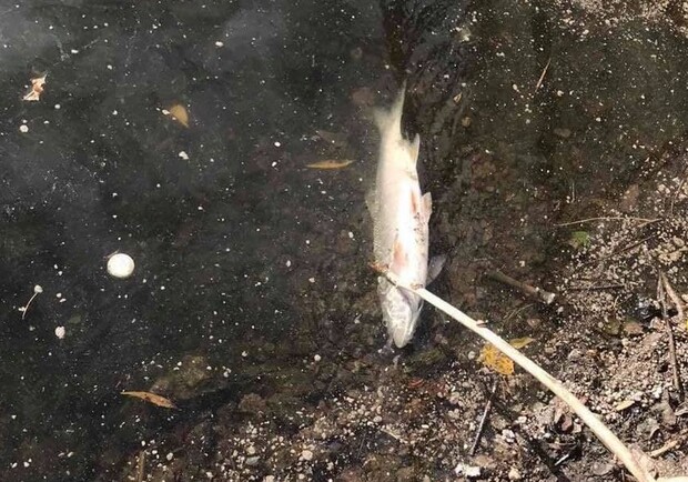 На Андреевском озере массово гибнет рыба. Фото: Типичный Киев