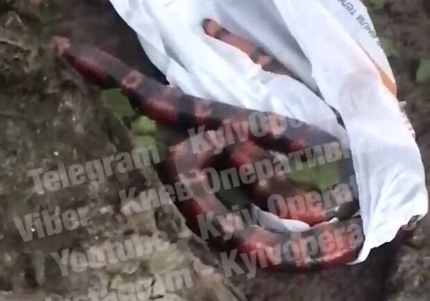 На Оболони нашли мертвую экзотическую змею. Фото: скрин с видео "Киева Оперативного"