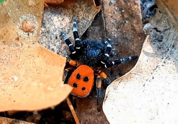 В лесу на Троещине семья нашла опасного ядовитого паука. Фото: ТСН