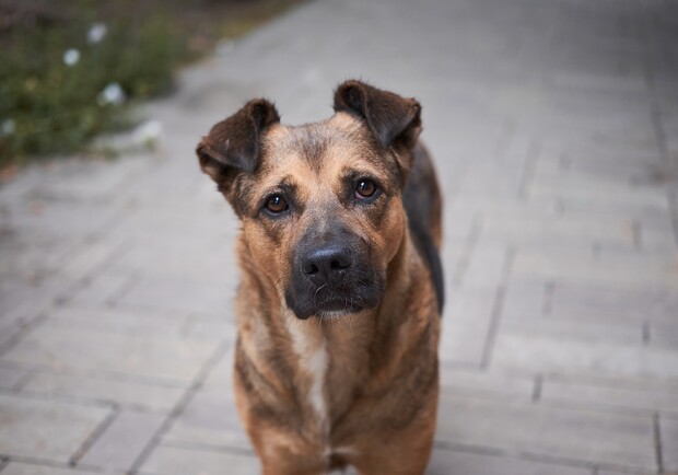 Киевлян просят помочь с подсчетом бездомных животных. Фото: pixabay