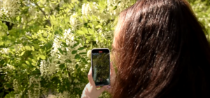 Три метра в высоту: на выходных в Одессе высадят сотню белых акаций