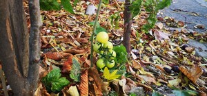 Внезапно: в центре Днепра у проезжей части вырос помидор 