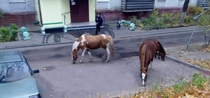 Гуляли сами по себе: в Днепре на Западном заметили лошадей