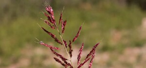 Из-за растения: в Запорожье ввели карантинный режим в одном из районов города