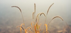 Туман, ветер и мороз: запорожцев предупреждают о непогоде