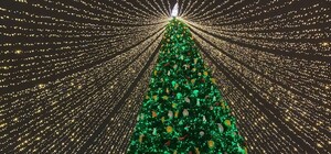 По рождественской тематике: главную елку страны начнут собирать в конце ноября