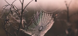 Переплутав із дичиною: у лісі на Львівщині застрелили чоловіка