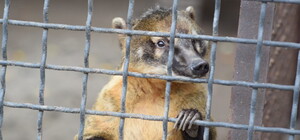 На детской железной дороге могут закрыть зоопарк: что будет с животными