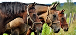 На Львівщині під копитами власних коней загинув 29-річний чоловік 