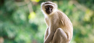 В Домівці врятованих тварин у Львові оселилась зелена мартишка