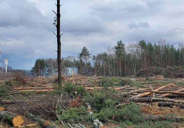Под Киевом ради застройки "Новой почты" вырубили лес: ответ компании. 