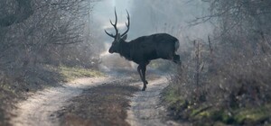 На Хортице установят искусственные солонцы