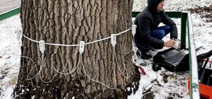 Старые дубы на Куреневке обследуют томографом и лечат 