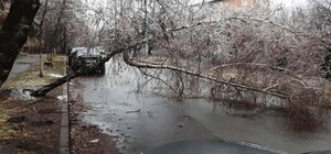 Ледяные дожди повредили в Киеве сотни деревьев