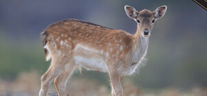 В Одесской области браконьеры застрелили и разделали на мясо лань