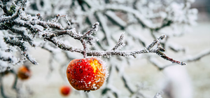 На следующей неделе Киев накроют морозы: погода на 15-22 декабря