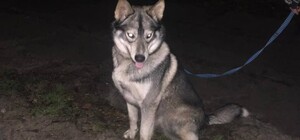 Киевлянка отправила пса на 