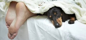 Киевляне сэкономят на отоплении благодаря теплой погоде в декабре