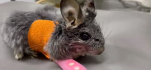 В ветклинике Днепра животных лечат интимными игрушками (видео 18+)