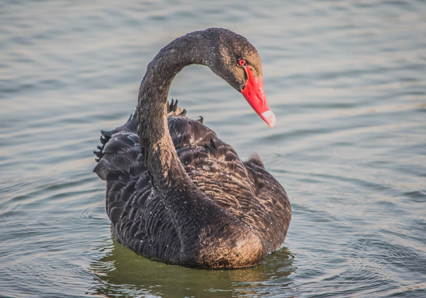 В Киеве на озере Вырлица поселилась пара черных лебедей. 
