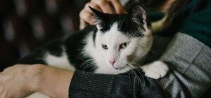 В Кривом Роге оштрафовали девушку, которая насильно напоила кошку пивом