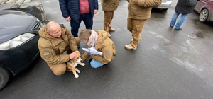 Возле парка КПИ муниципалы остановили транспорт, чтобы спасти сбитую собаку