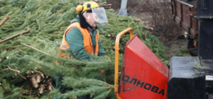 1 января в столице откроется пункт по приему елок и сосен