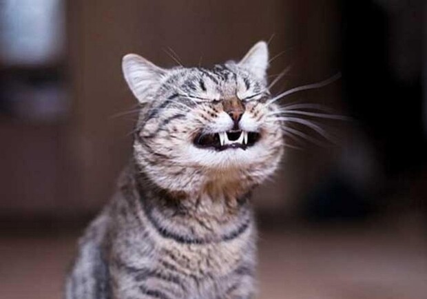 Город юмора: 10 главных курьезов 2021 года в Одессе