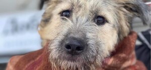 В запорожском приюте просят помочь замерзающим собакам