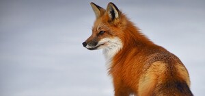 На Отрадном в парке поселилась лиса