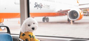 Авиакомпании SkyUp аннулировали два рейса из Запорожья