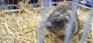 Львівські бабаки прокинулись раніше: що це означає