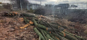 На Черепановой горе в Киеве ради застройки спилили сотни деревьев