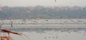 Одессу окутал туман: смотри, как это красиво