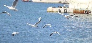 Чем жил Крым на этой неделе: транспортный коллапс в Симферополе, жуткое ночное ДТП, унесшее жизни троих человек и чайки-убийцы в Севастополе