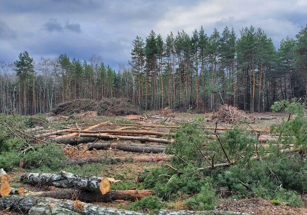 "Новая почта" прокомментировала скандал с вырубкой леса под Киевом. 