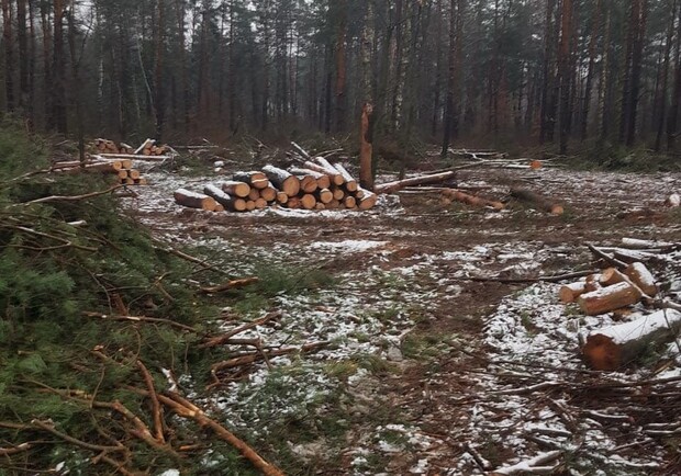 Вырубку леса под Киевом ради терминала "Новой почты" признали незаконной. 