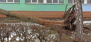 Начиная со вчерашнего дня ветер повалил в Киеве почти 80 деревьев - фото