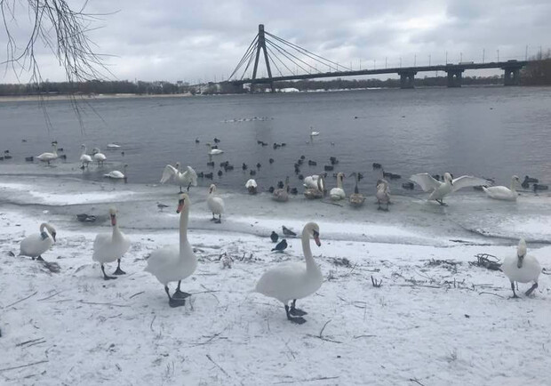 В Киеве в парке "Наталка" поселилась стая белых лебедей. 