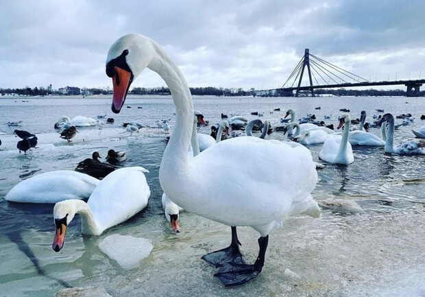 "Киевзеленбуд" обещает следить за состоянием лебедей в парке "Наталка". 